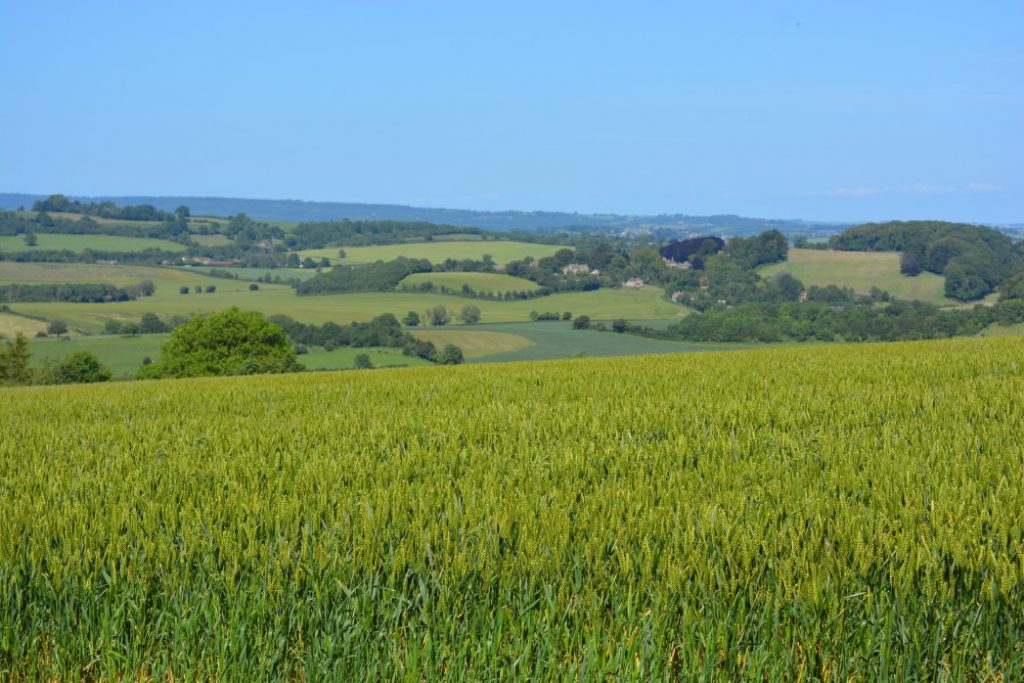 contrato de arrendamento de terras - céu azul em uma área rural