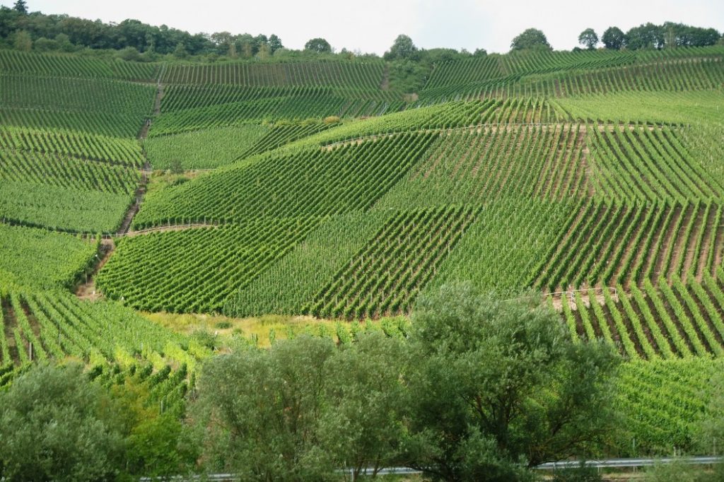 arrendamento de terras - área rural com plantações